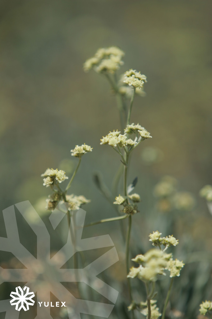 Guayule_flower-watermarked