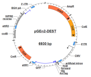 Opportunity Alert: Plasmid Repository Services available at ASU ...