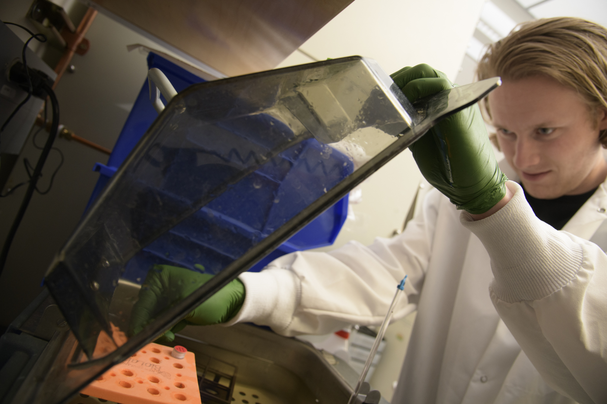 Work on antibody testing in Janko Nikolich-Žugich's lab. (Photo: Kris Hanning/University of Arizona Health Sciences)