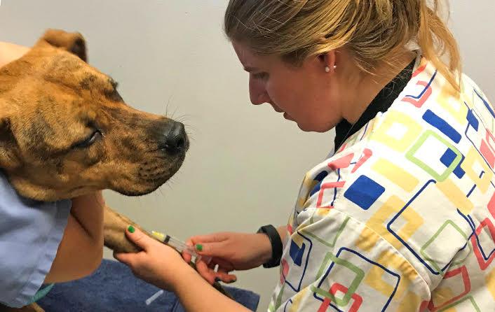Hayley Yaglom, TGen genomic epidemiologist and lead researcher on a project to test pets for COVID-19, takes a blood sample from a dog (Photo: TGen)