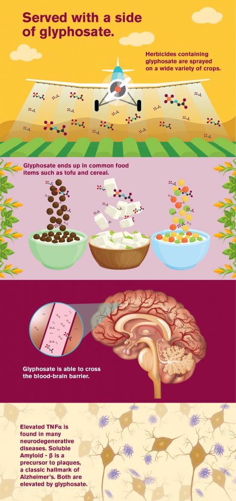 Glyphosate is a widely used herbicide sprayed on a variety of crops worldwide. A new study explores the possible effects to the brain of glyphosate exposure. The herbicide is shown to cross the blood-brain barrier and may be correlated with hallmarks of Alzheimer's disease. Graphic by Shireen Dooling