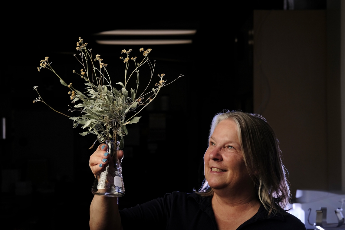 Researcher Kim Ogden holds up branches from a guayule shrub, a plant with the potential to provide a reliable domestic rubber (Image source: Julius Schlosburg/Department of Chemical and Environmental Engineering)