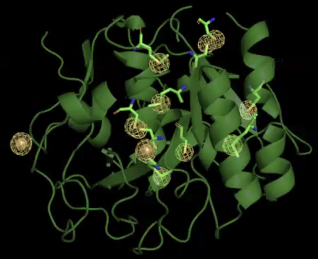 Within the 3D structure of proteinase K, scientists are able to see details of sulphur and calcium atoms within the protein structure, highlighted in yellow. Image courtesy Joe Caspermeyer/ASU